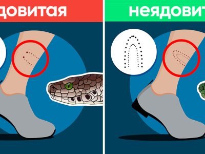 Что делать при укусе змеи: инструкция и советы