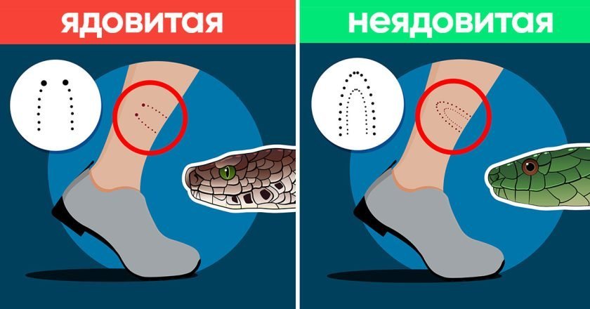 что делать при укусе змеи
