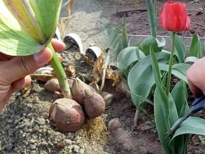 Что делать с тюльпанами после цветения