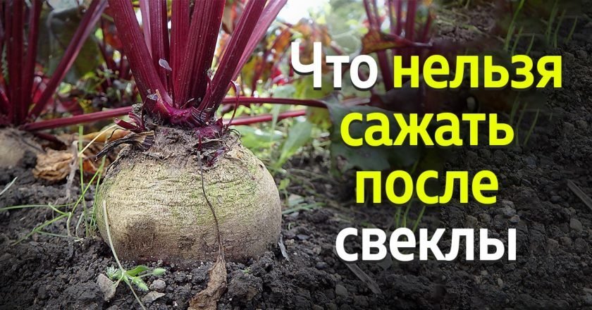 что нельзя сажать после свеклы