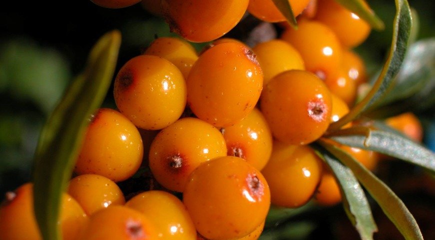 Сезонные продукты ноября
