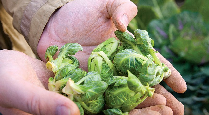 Сезонные продукты ноября