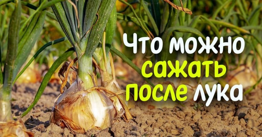 что сажать после лука