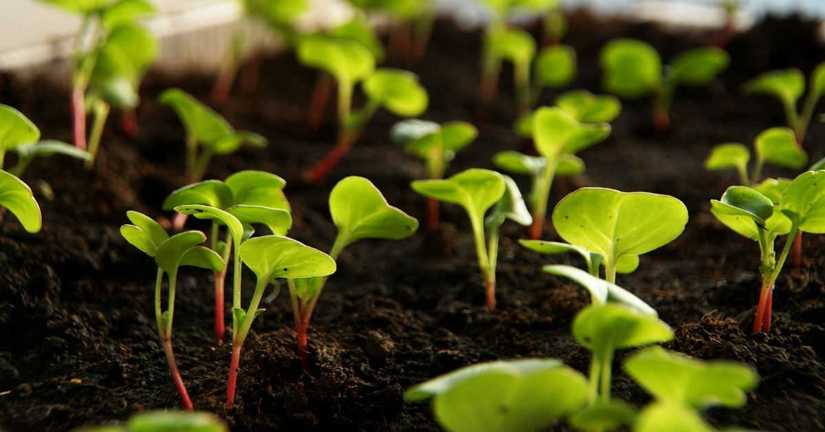 что посеять в январе