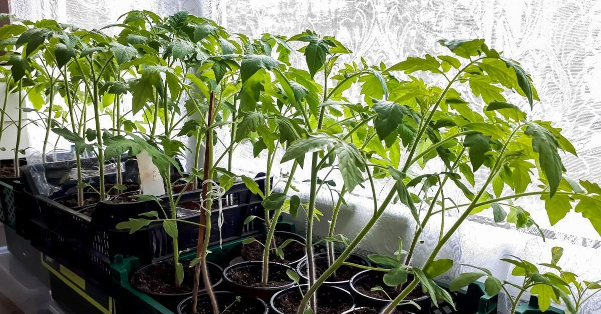 январская рассада