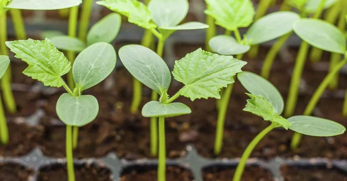 что сеять в январе