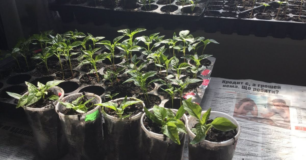 рассада на балконе