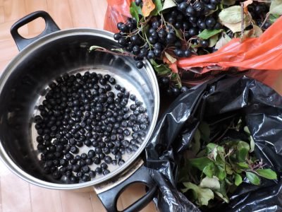 Что приготовить из черноплодной рябины