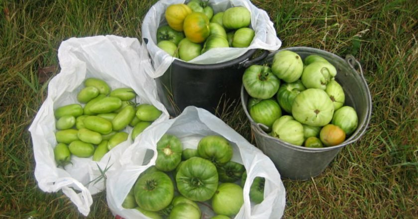 блюда из зеленых помидоров