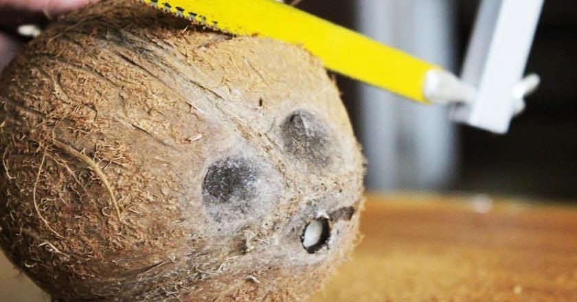 горшок для орхидей из скорлупы кокоса