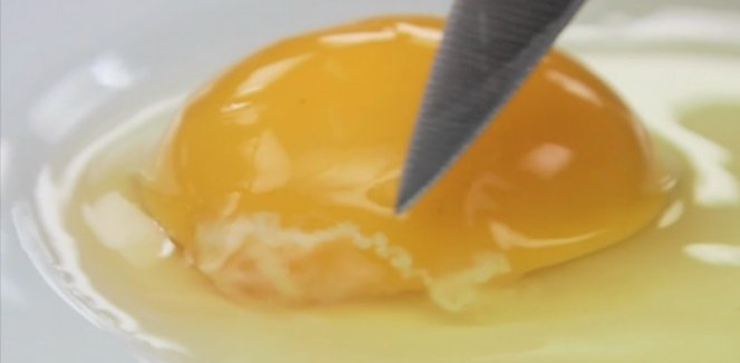 что такое халаза