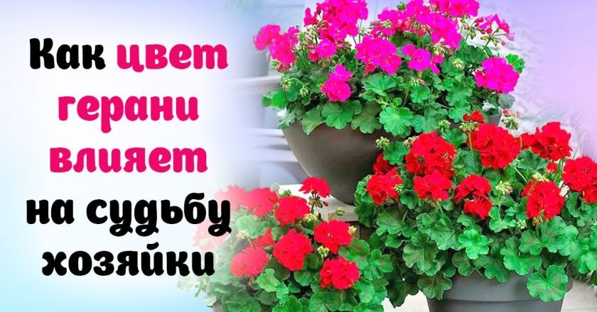 цвет герани