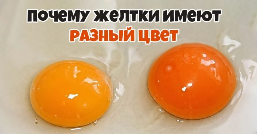 От чего зависит цвет желтка: объяснение эксперта цвет желтка