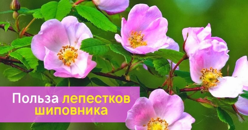 Цветки шиповника - Со Вкусом