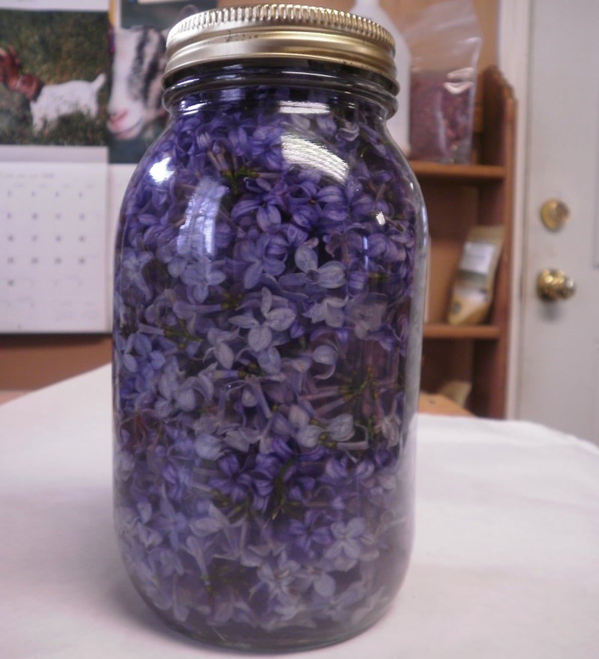 женщина обрывает цветки сирени