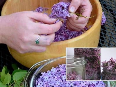Как использовать цветки сирени