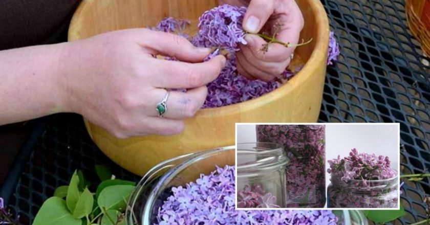 как использовать цветы сирени