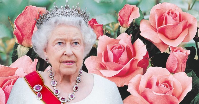 цветы королевы