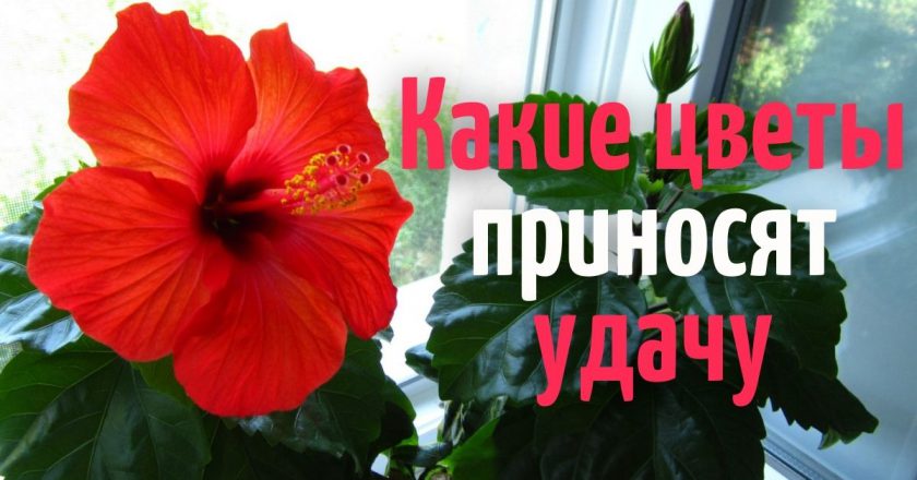 Цветы, приносящие удачу