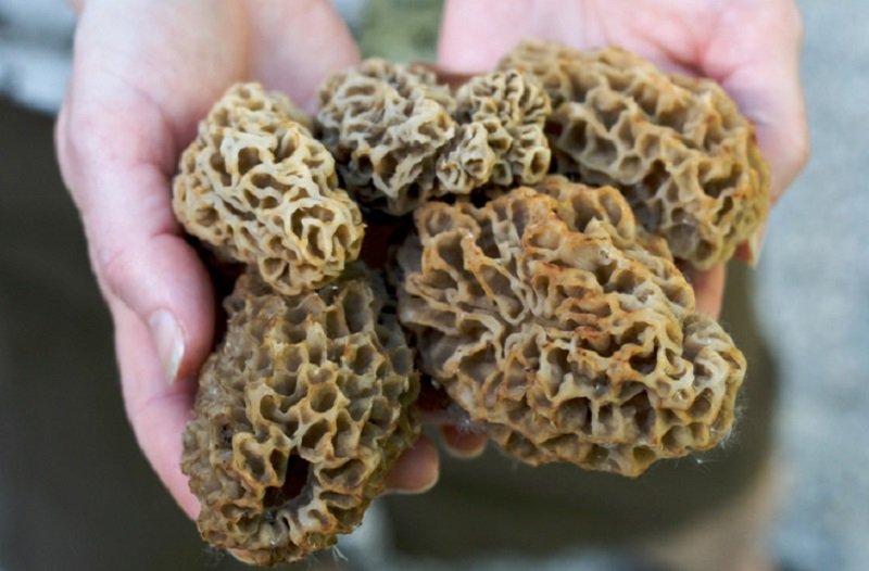 деликатесы