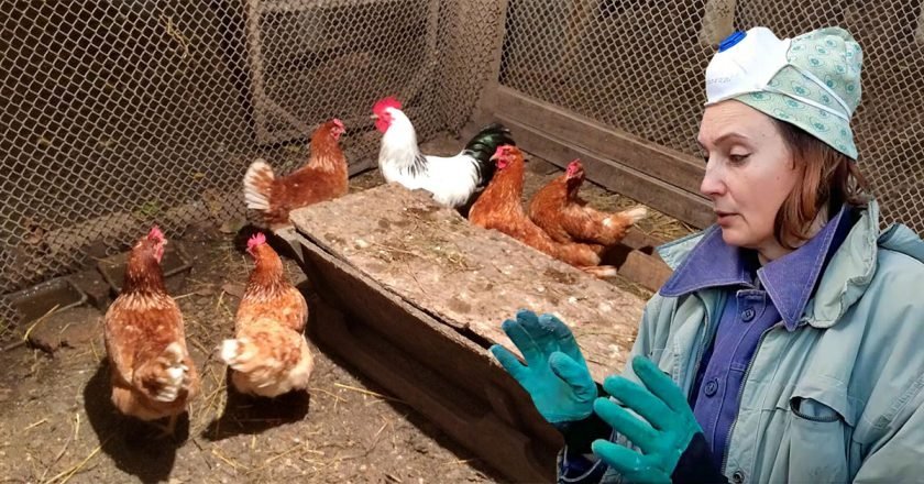 уборка в курятнике