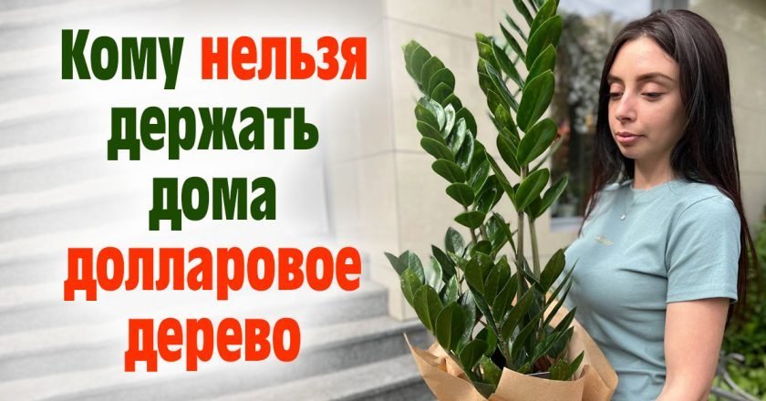 Растение замиокулькас: поверья