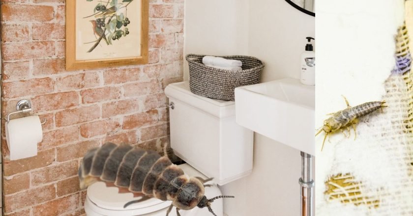 дома завелись насекомые