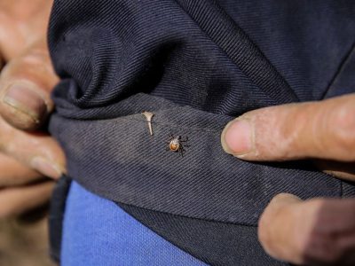 Домашнее средство от клещей