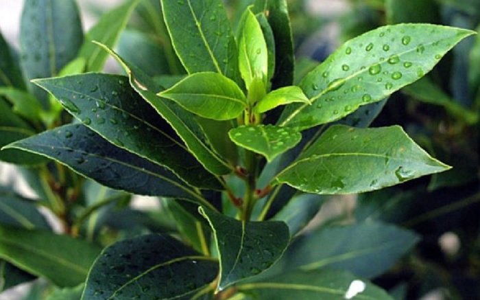 благоприятные условия для лавра