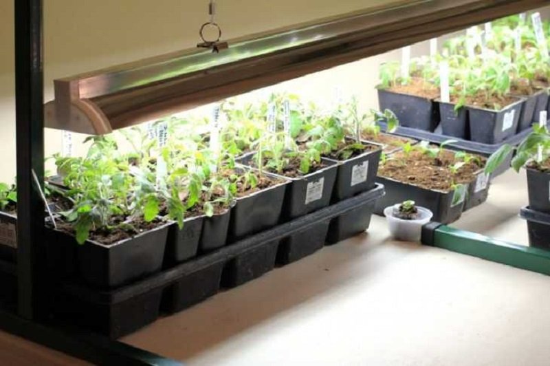 Домашний укроп на подоконнике: как вырастить куст за 2 недели
