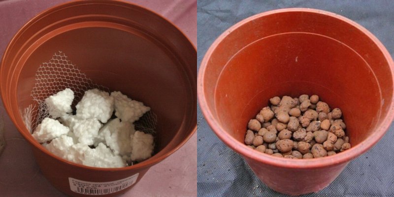 посадка рукколы в домашних условиях