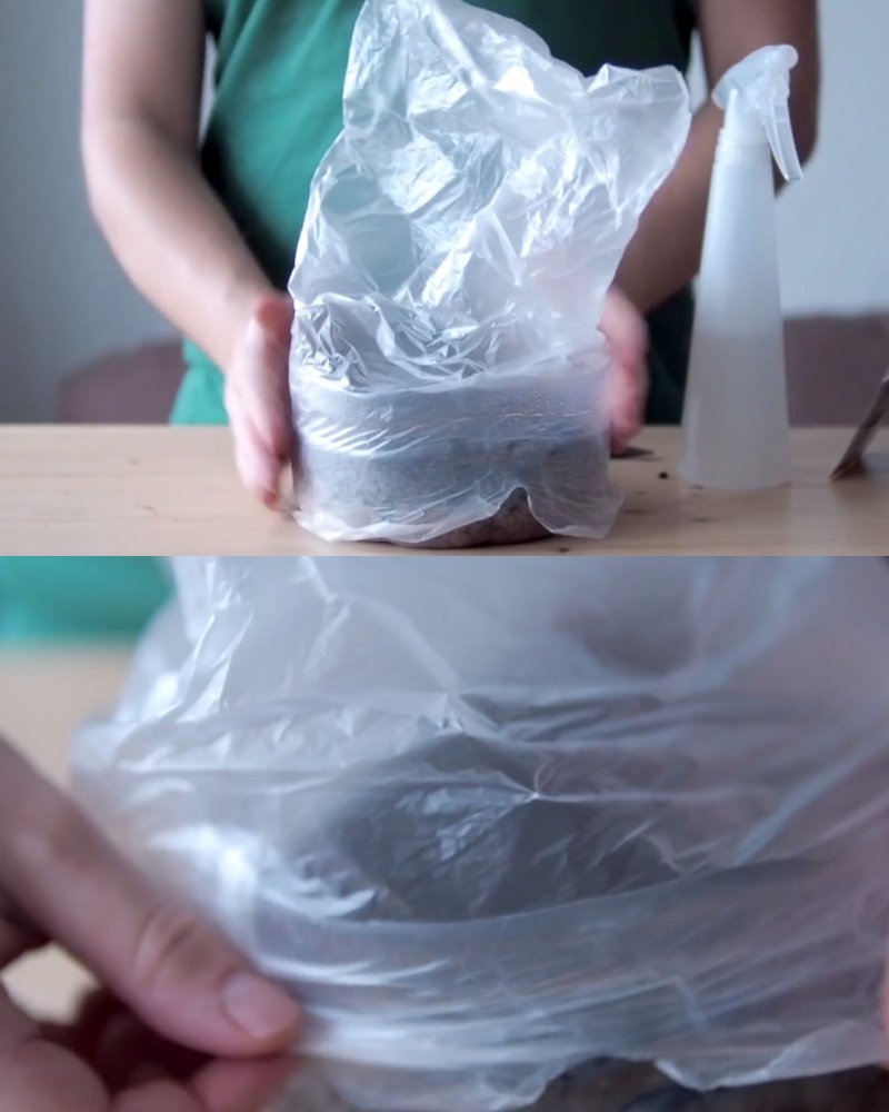 как посадить рукколу в домашних условиях