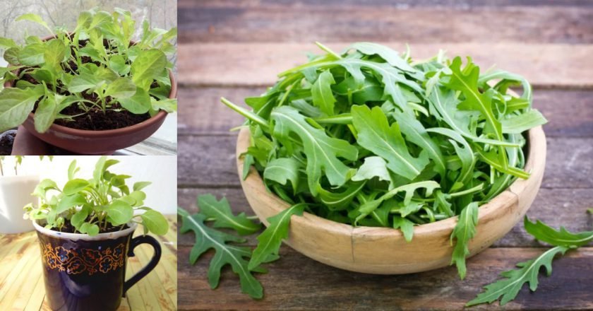 Домашняя руккола