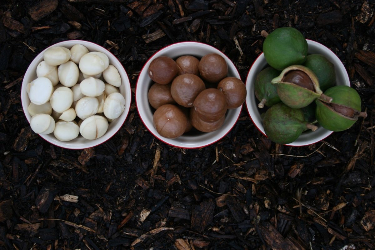 Родина макадамского ореха