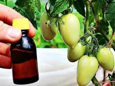 Дозревание помидоров: когда срывать и чем обрабатывать