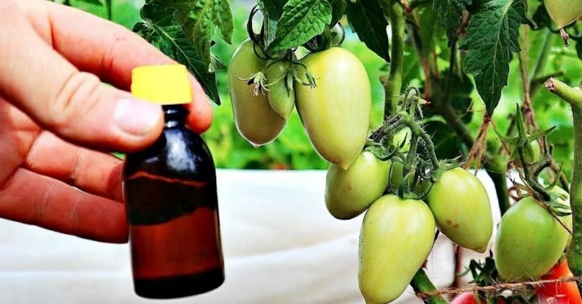 когда срывать помидоры