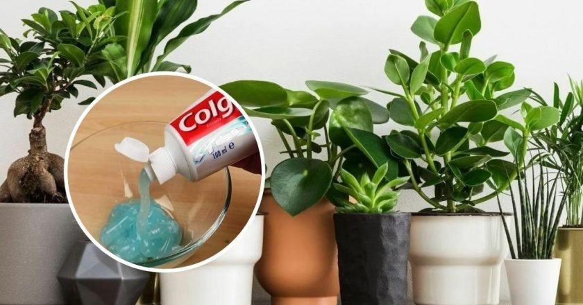 удобрение для цветов