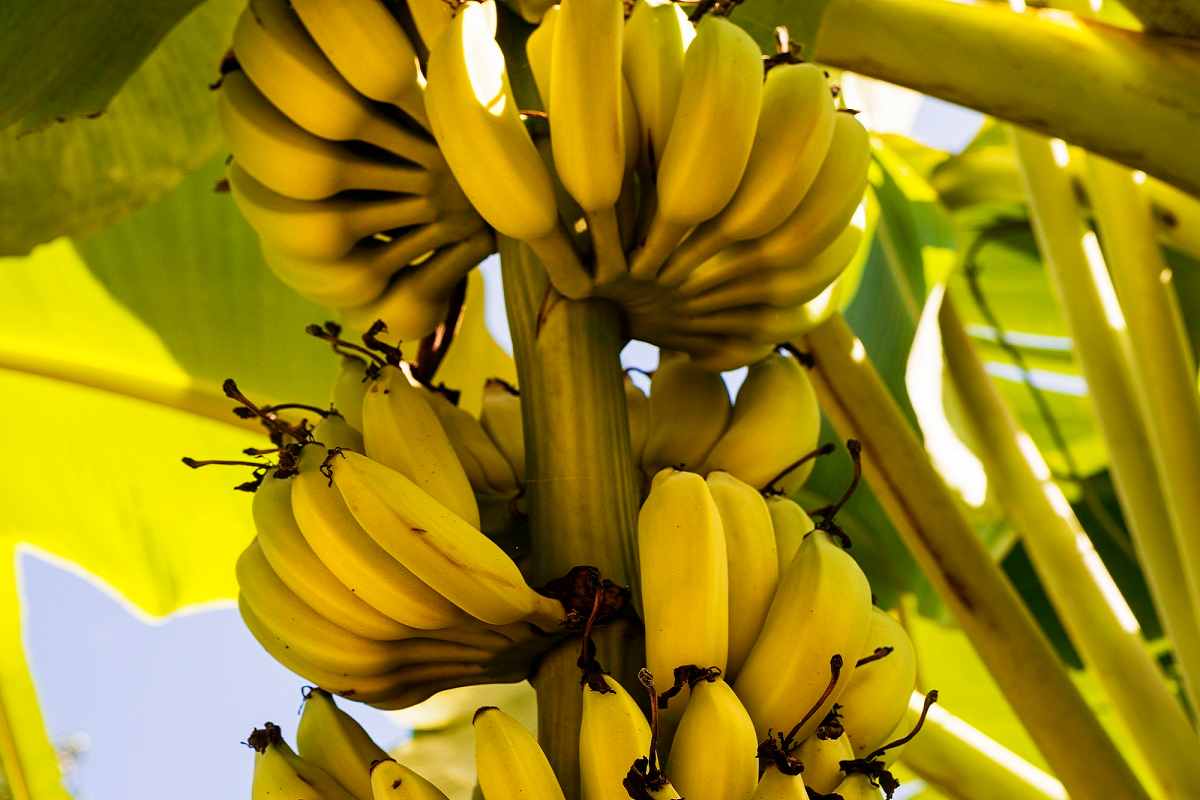  бананы на пальме 