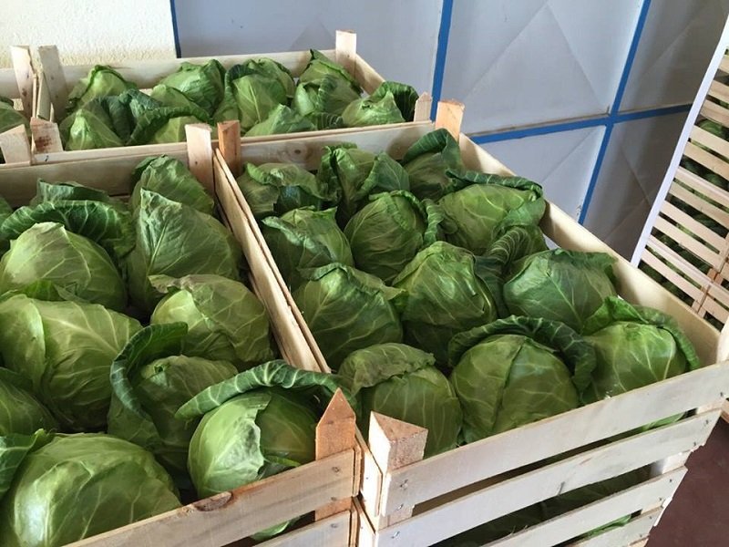 хранение капусты