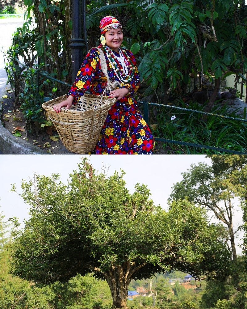 Интересные факты о чае