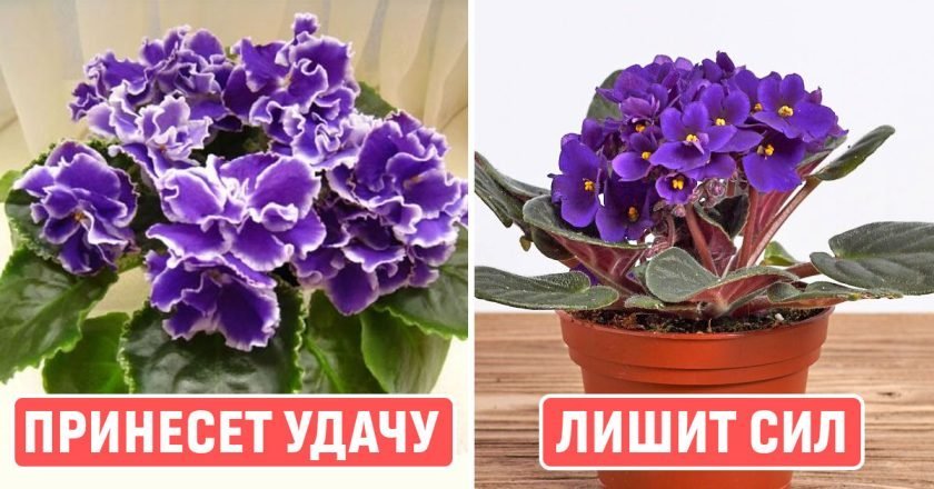 фиалки дома