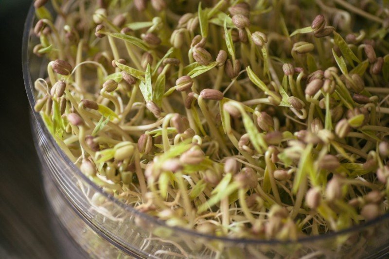 фитиновая кислота в орехах