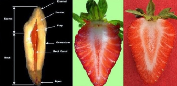 Форма продуктов и их польза