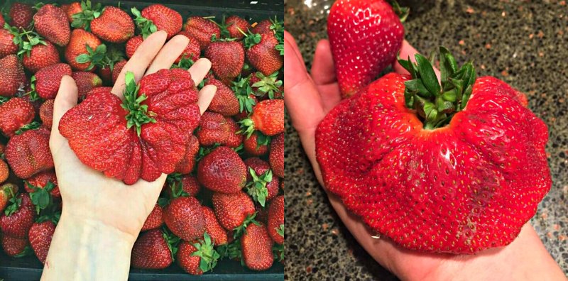 необычные фрукты и ягоды