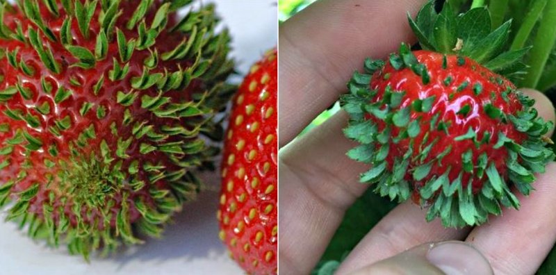 необычные фрукты и ягоды