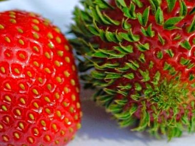 Фрукты-рекордсмены