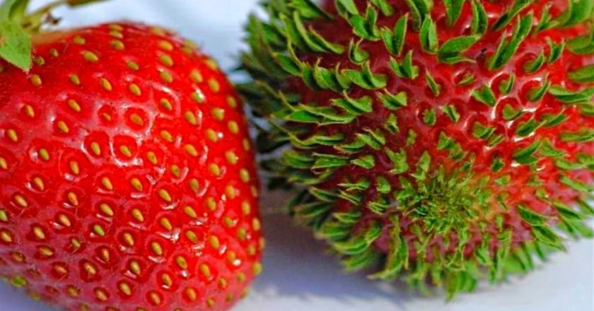 фрукты-рекордсмены