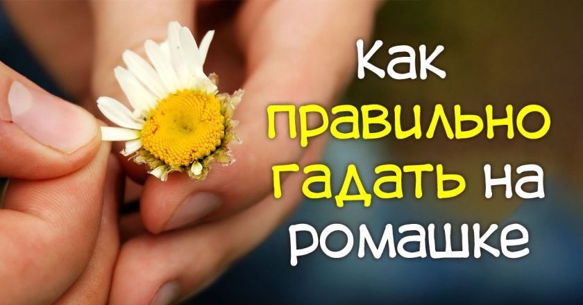 Гадание на ромашке: как это делать правильно и когда начинать как гадать на ромашке