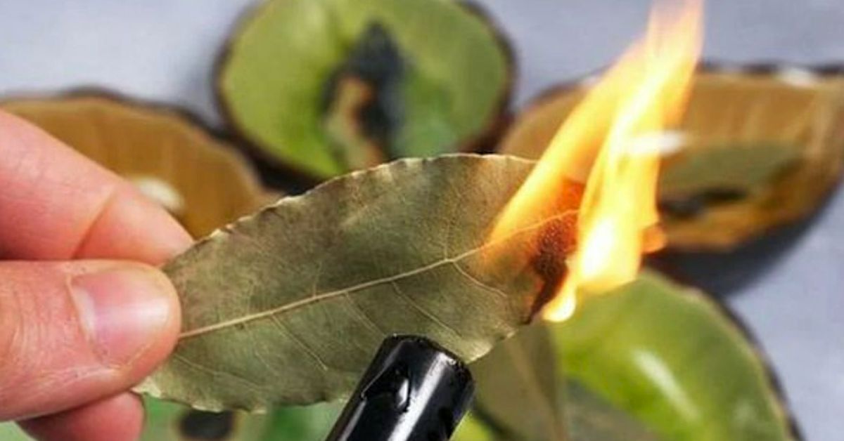 лавровый лист в доме