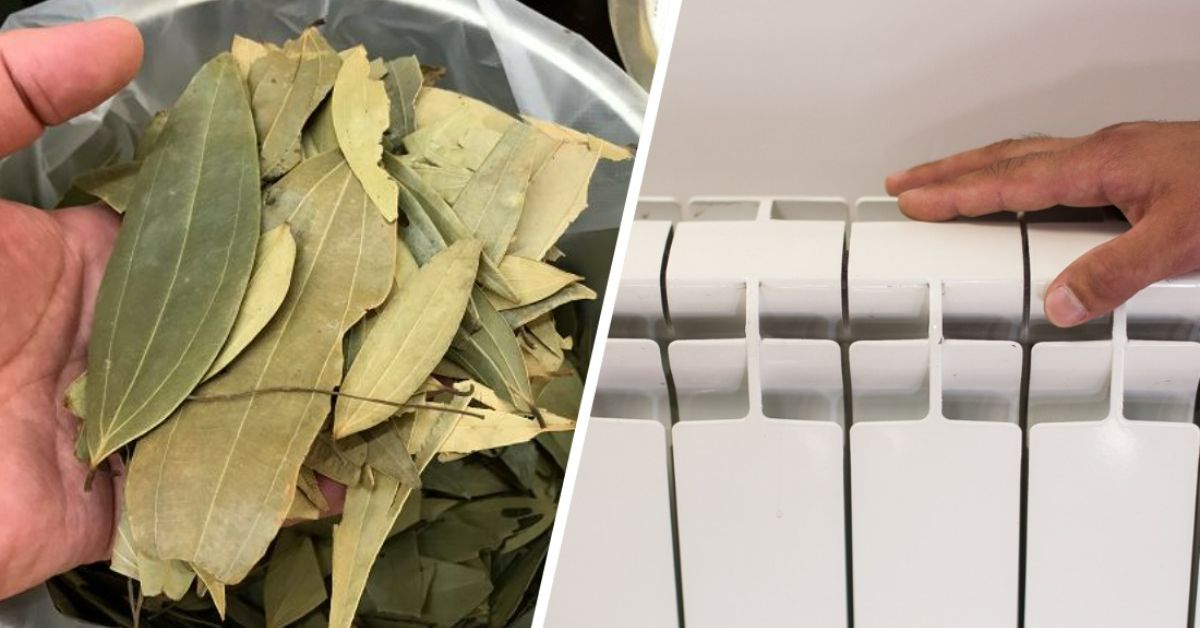 лавровые листья